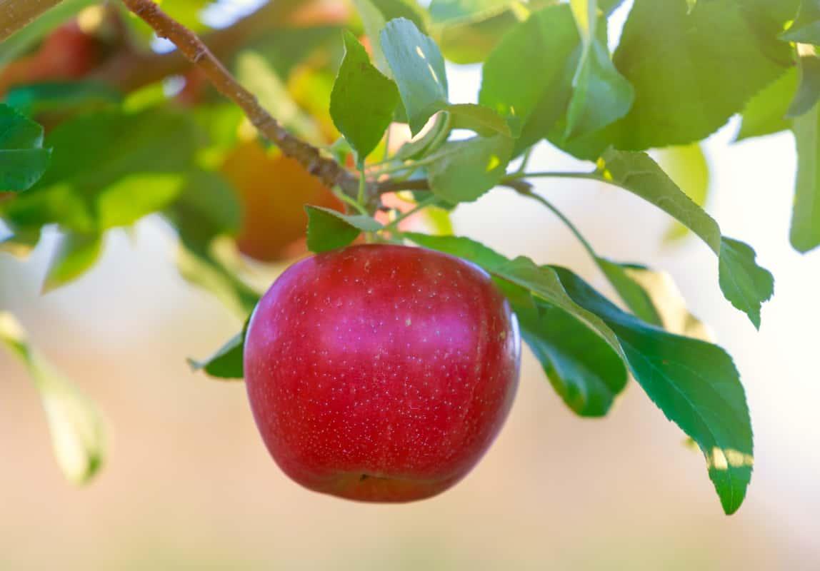 A close up of a Honeycrisp apple hanging from a branch.